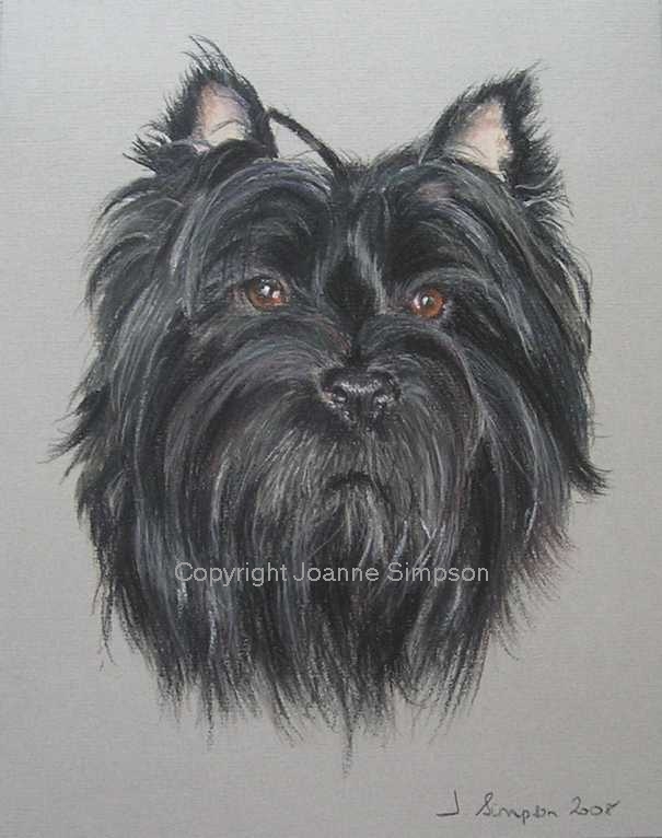 Cairn Terrier portrait by Joanne Simpson